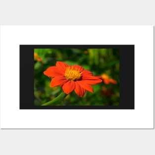 Mexican Marigold - 2 Posters and Art